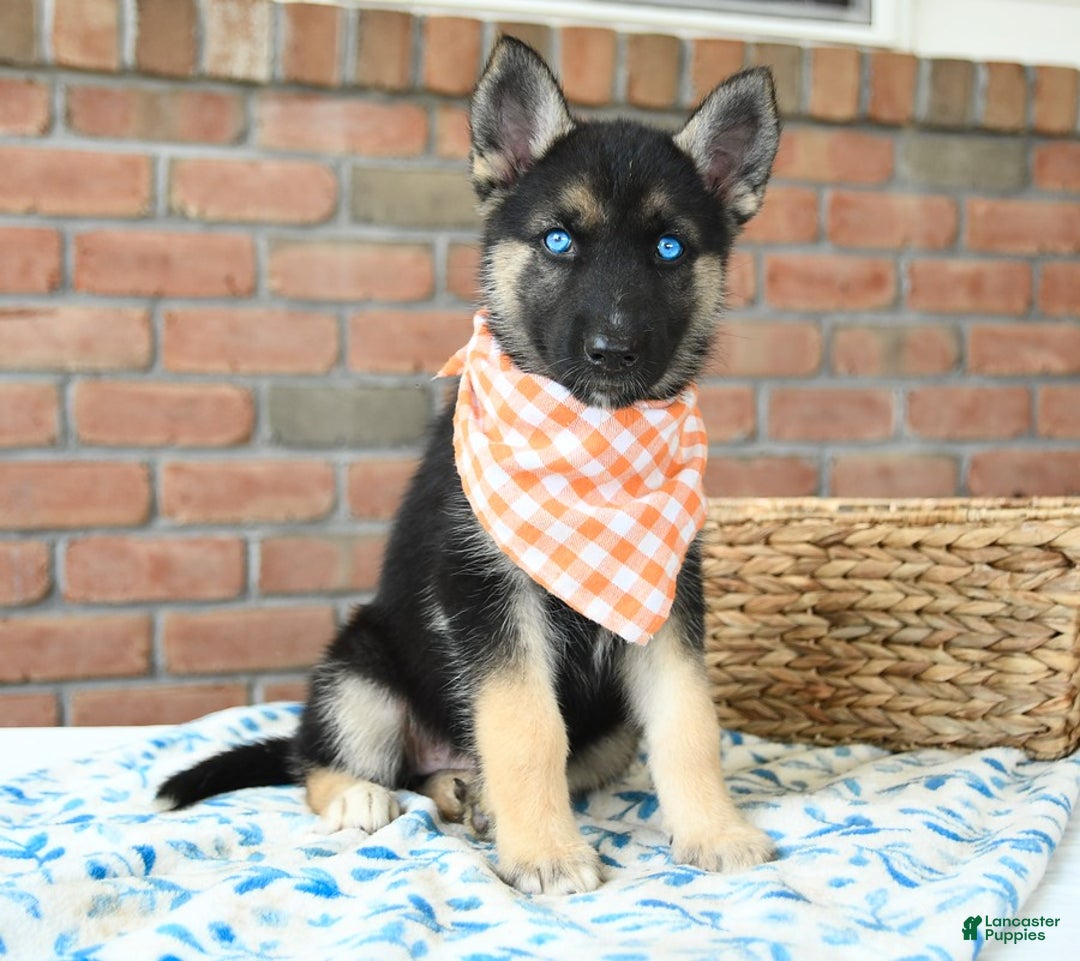 Gerberian Shepsky dogs for sale: Briar - Image 3