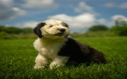 Old English Sheepdog dogs for sale: Floofy - Image 11
