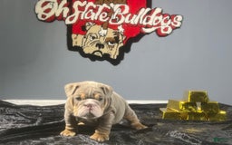 English Bulldog dogs for sale: Dior - Image 2