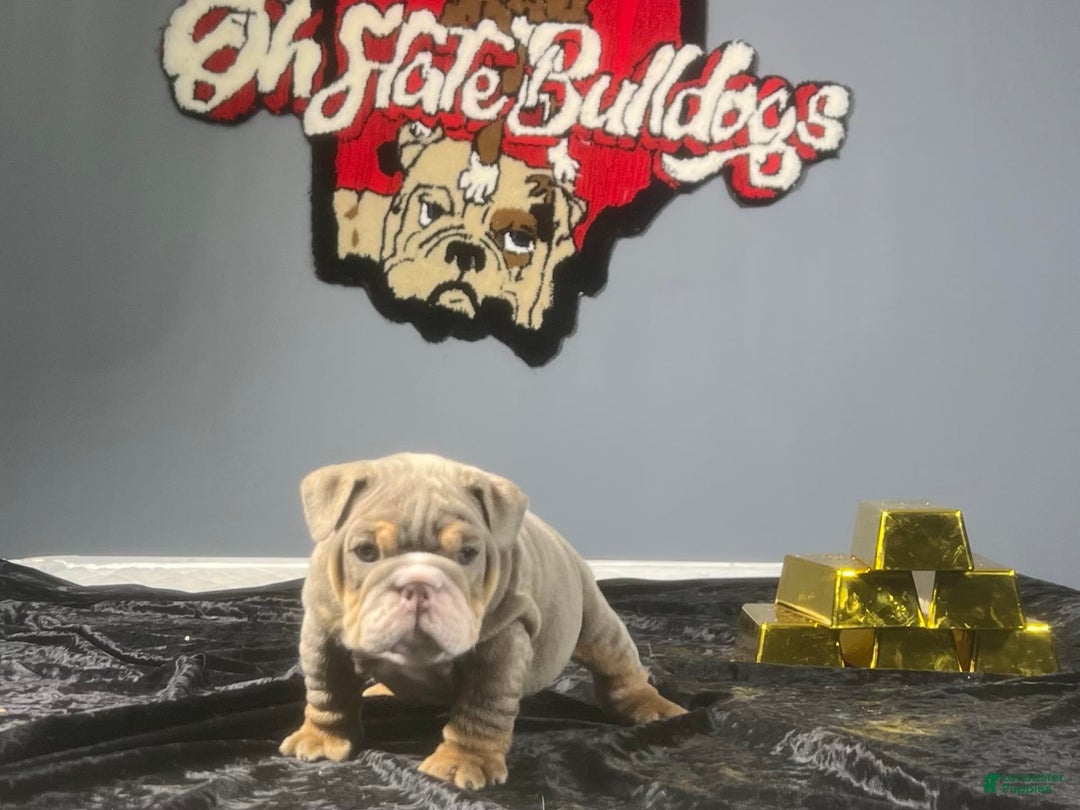 English Bulldog dogs for sale: Dior - Image 2