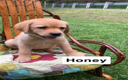 Labrador Retriever dogs for sale: Honey - Image 1