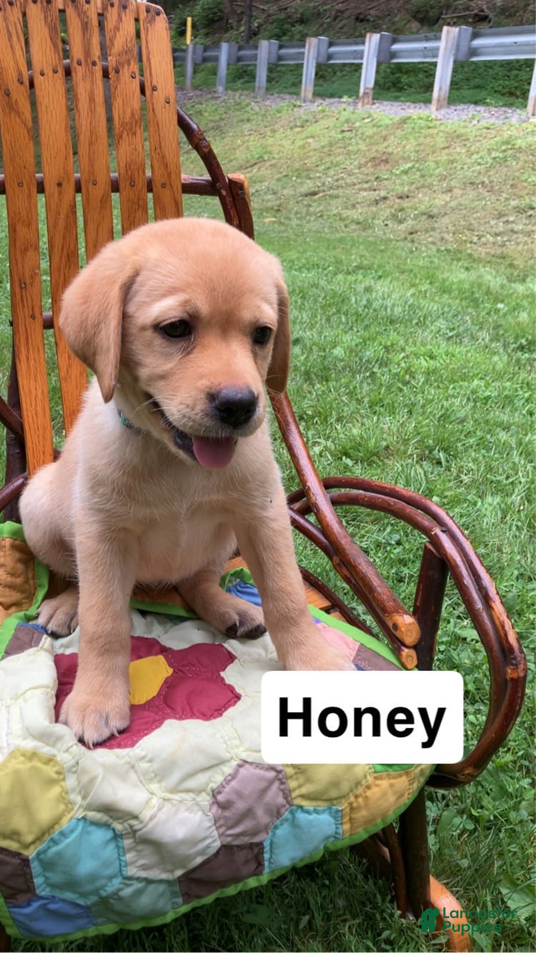 Labrador Retriever dogs for sale: Honey - Image 1
