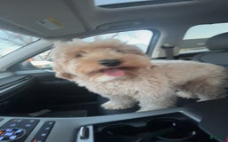 Mini Goldendoodle dogs for sale: Sage - Image 3