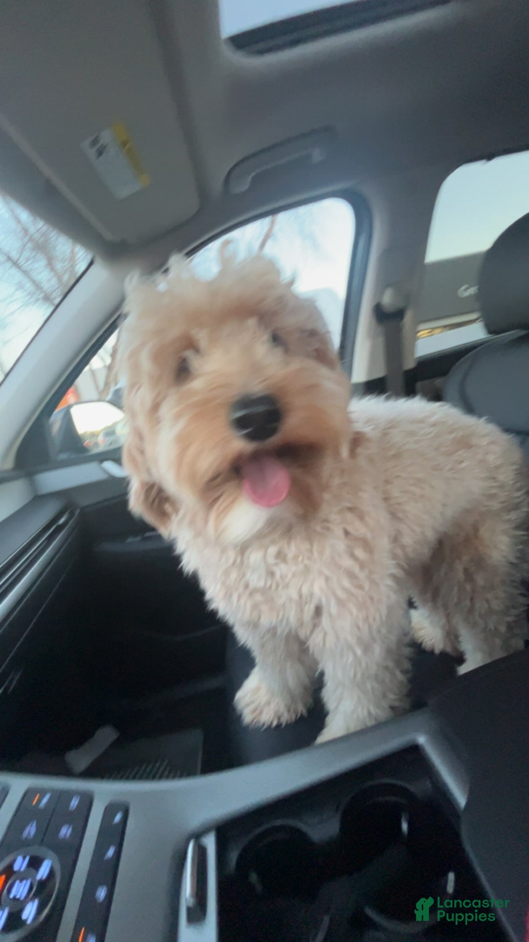 Mini Goldendoodle dogs for sale: Sage - Image 3