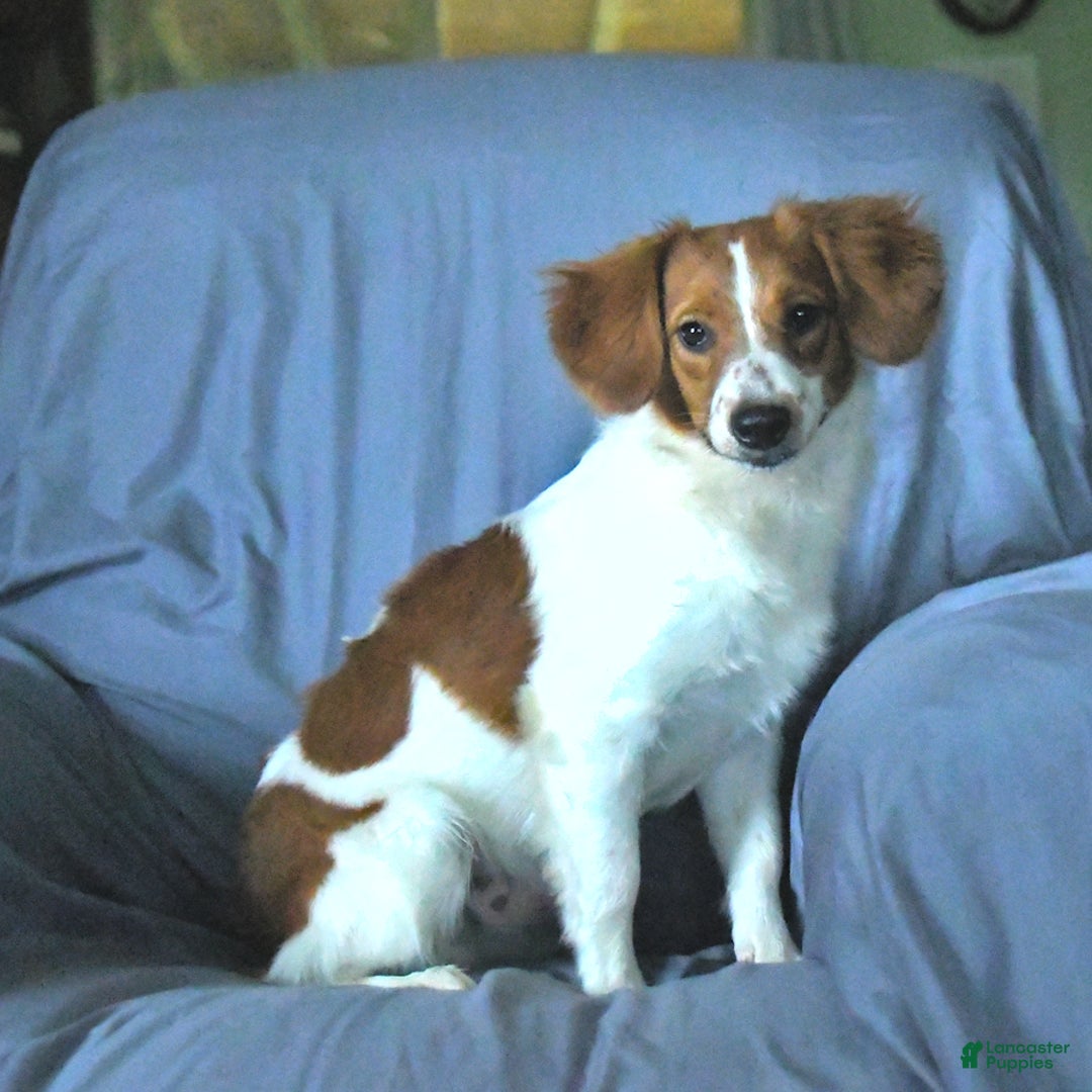 Papillon dogs for sale: Captain - Image 1