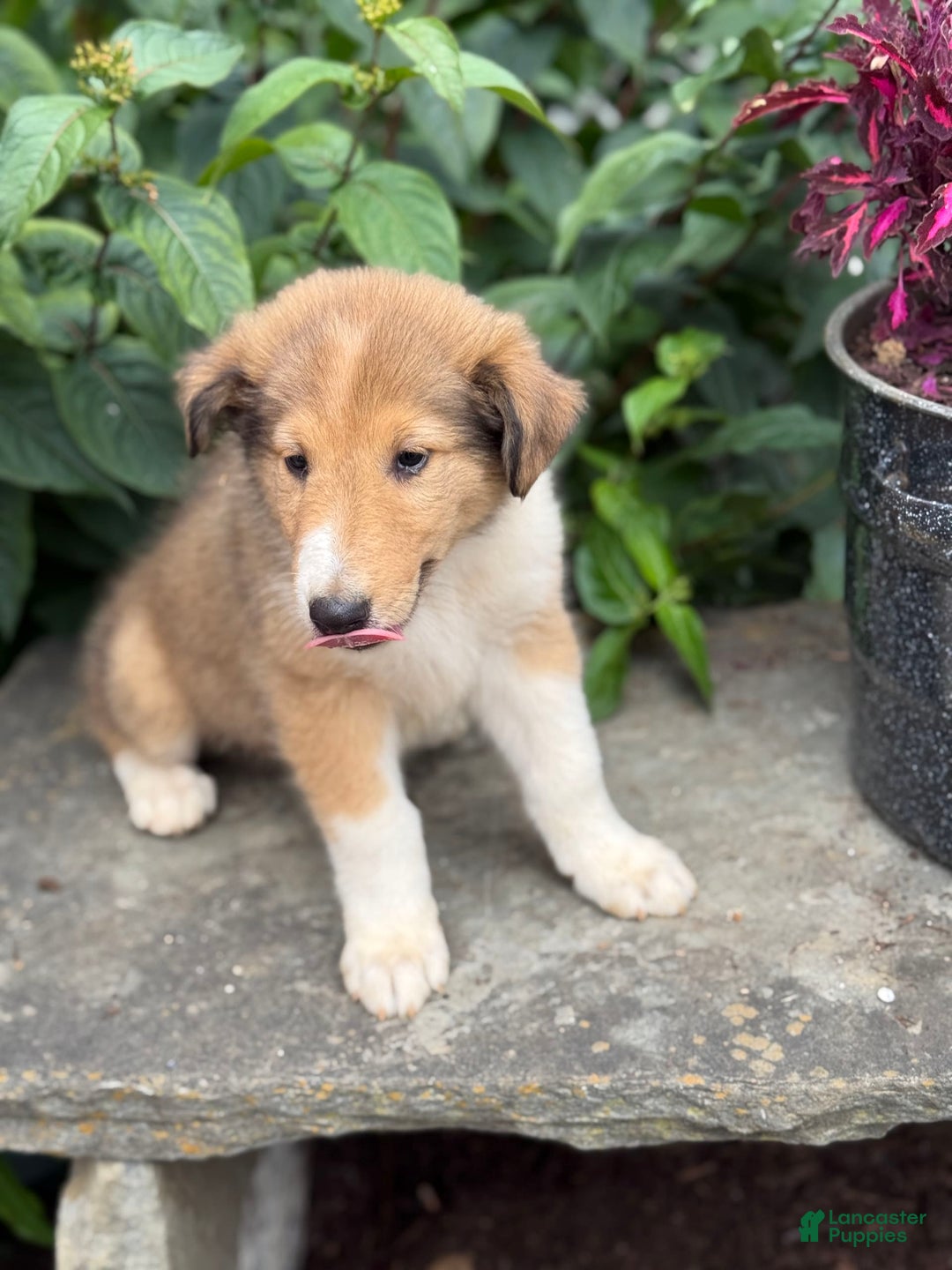 Collie dogs for sale: Amora - Image 7