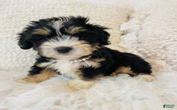 Mini Bernedoodle dogs for sale: Peach Bellini - Image 2
