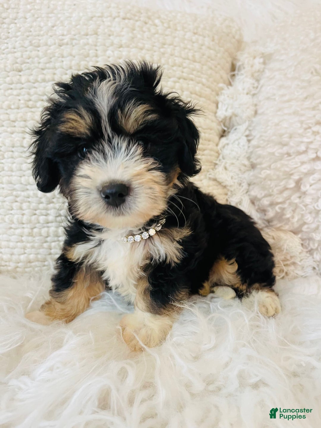 Mini Bernedoodle dogs for sale: Peach Bellini - Image 2