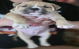 American Bully dogs for sale: National Champion Jack - Image 24