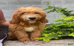 Mini Goldendoodle dogs for sale: Juniper - Image 3
