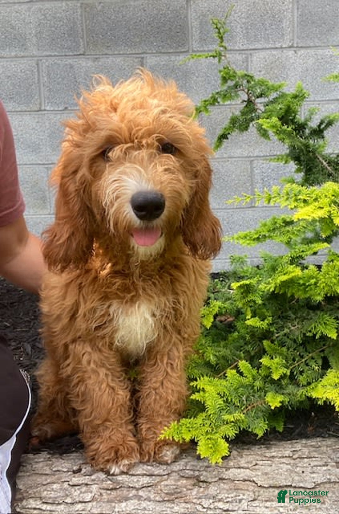 Mini Goldendoodle dogs for sale: Juniper - Image 3