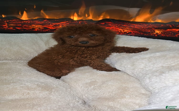 Toy Poodle dogs for sale - Ad 1