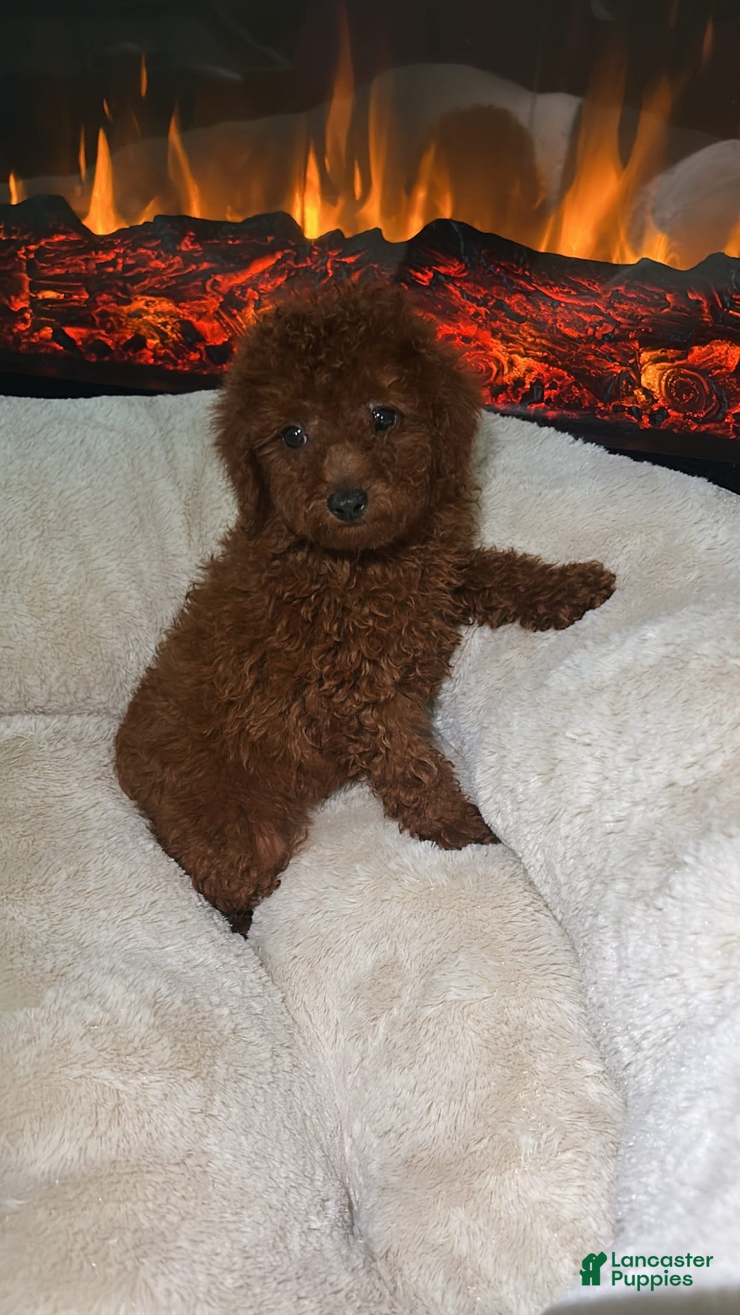 Toy Poodle dogs for sale: Milo - Image 1