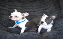 Boston Terrier dogs for sale: Nolan - Image 4