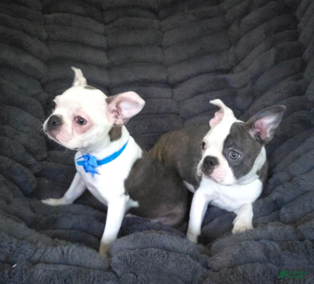 Boston Terrier dogs for sale: Nolan - Image 4