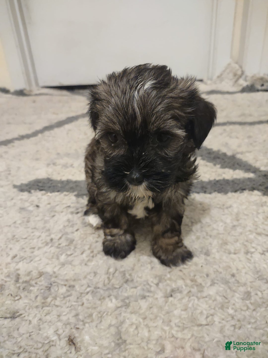 Shih Tzu dogs for sale: G Baby - Image 4