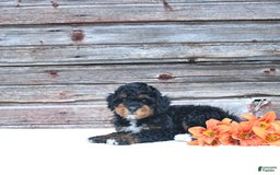Miniature Poodle dogs for sale: Myla - Image 4