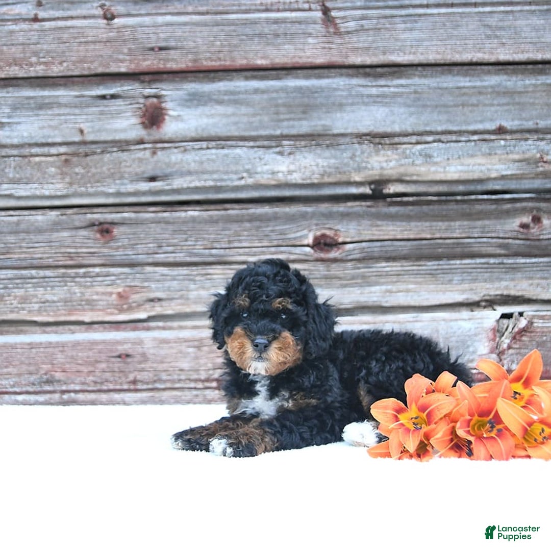 Miniature Poodle dogs for sale: Myla - Image 4