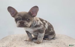 French Bulldog dogs for sale: Luca - Image 1