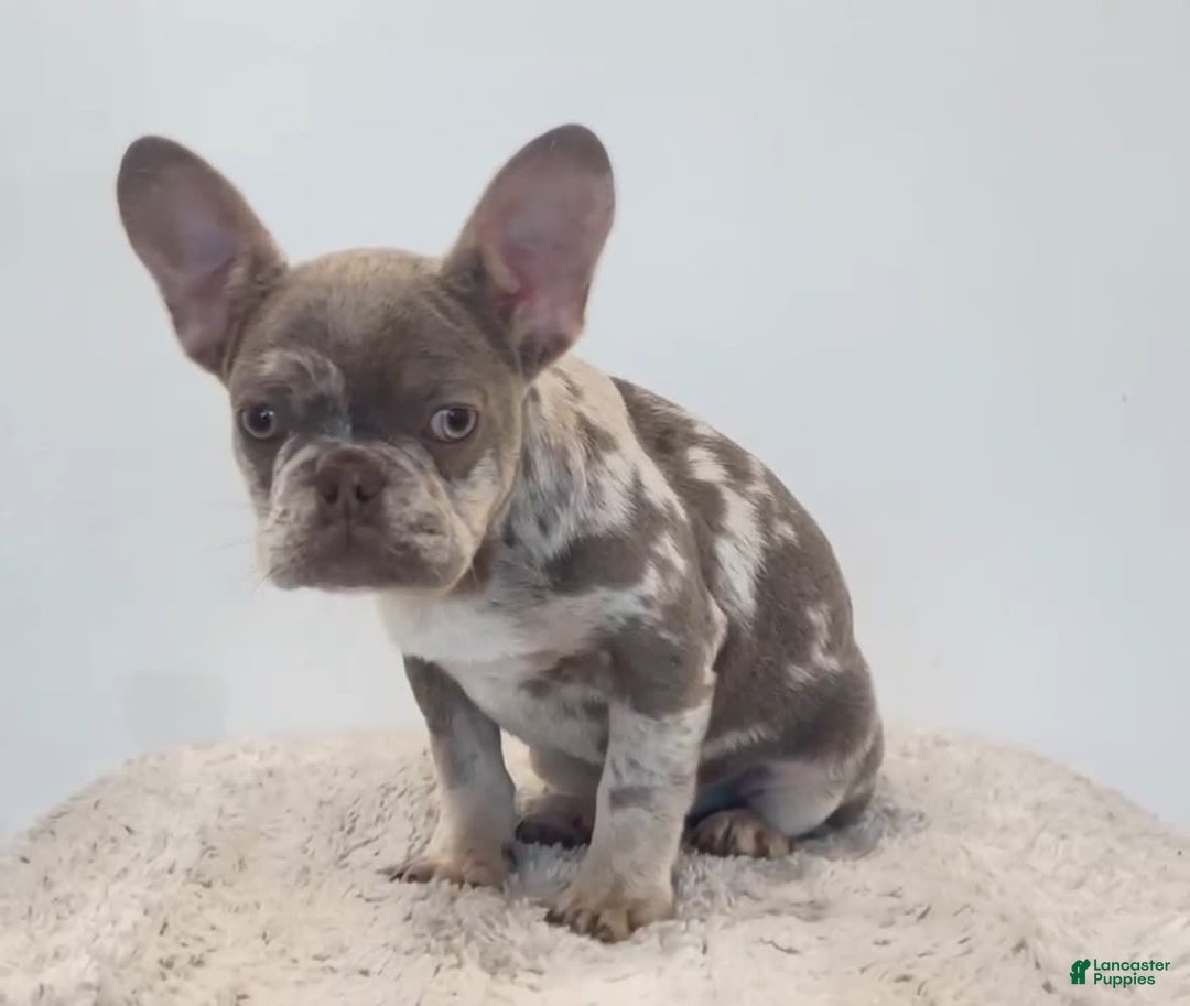 French Bulldog dogs for sale: Luca - Image 1