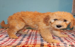  dogs for sale: Mini Goldendoodle 5 puppies - Image 17