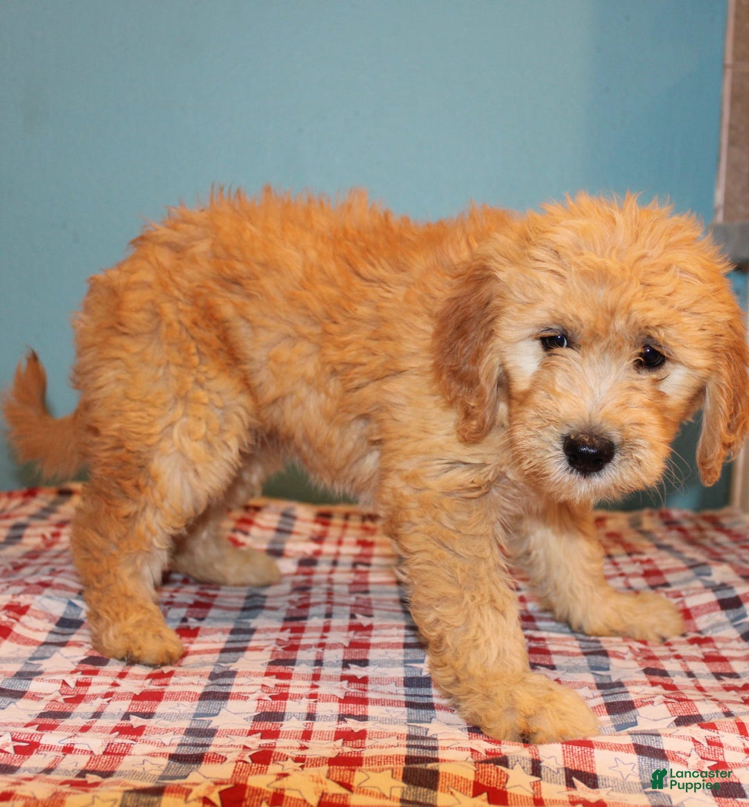  dogs for sale: Mini Goldendoodle 5 puppies - Image 17