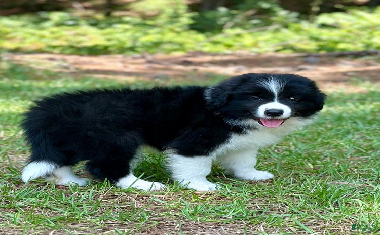 Border Collie dogs for sale - Ad 1