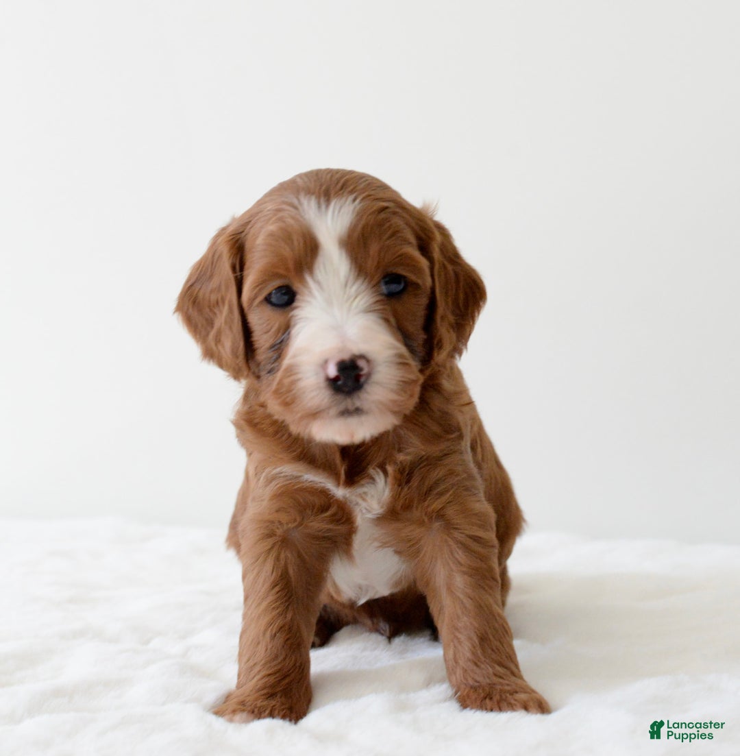 Mini Goldendoodle dogs for sale: Ranger - Image 11