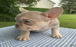 French Bulldog dogs for sale: Isabella - Image 4