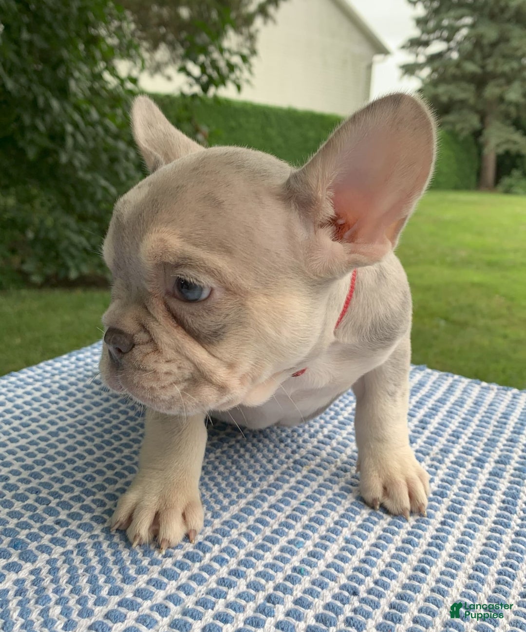 French Bulldog dogs for sale: Isabella - Image 4
