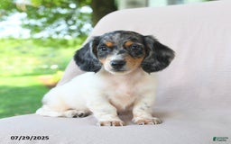Miniature Dachshund dogs for sale: Galaxy - Image 5