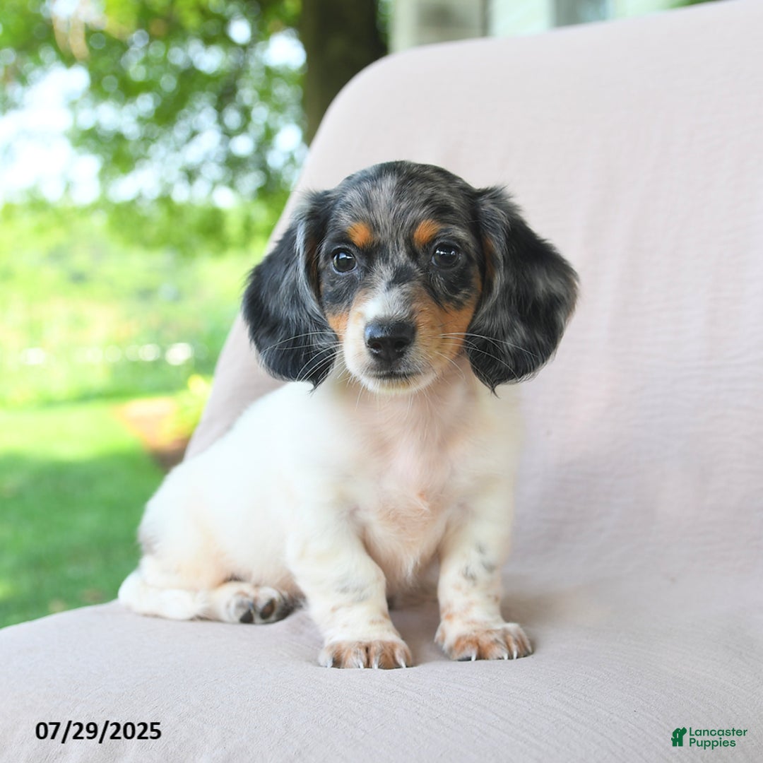 Miniature Dachshund dogs for sale: Galaxy - Image 5
