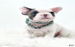 French Bulldog dogs for sale: Piglet - Image 3