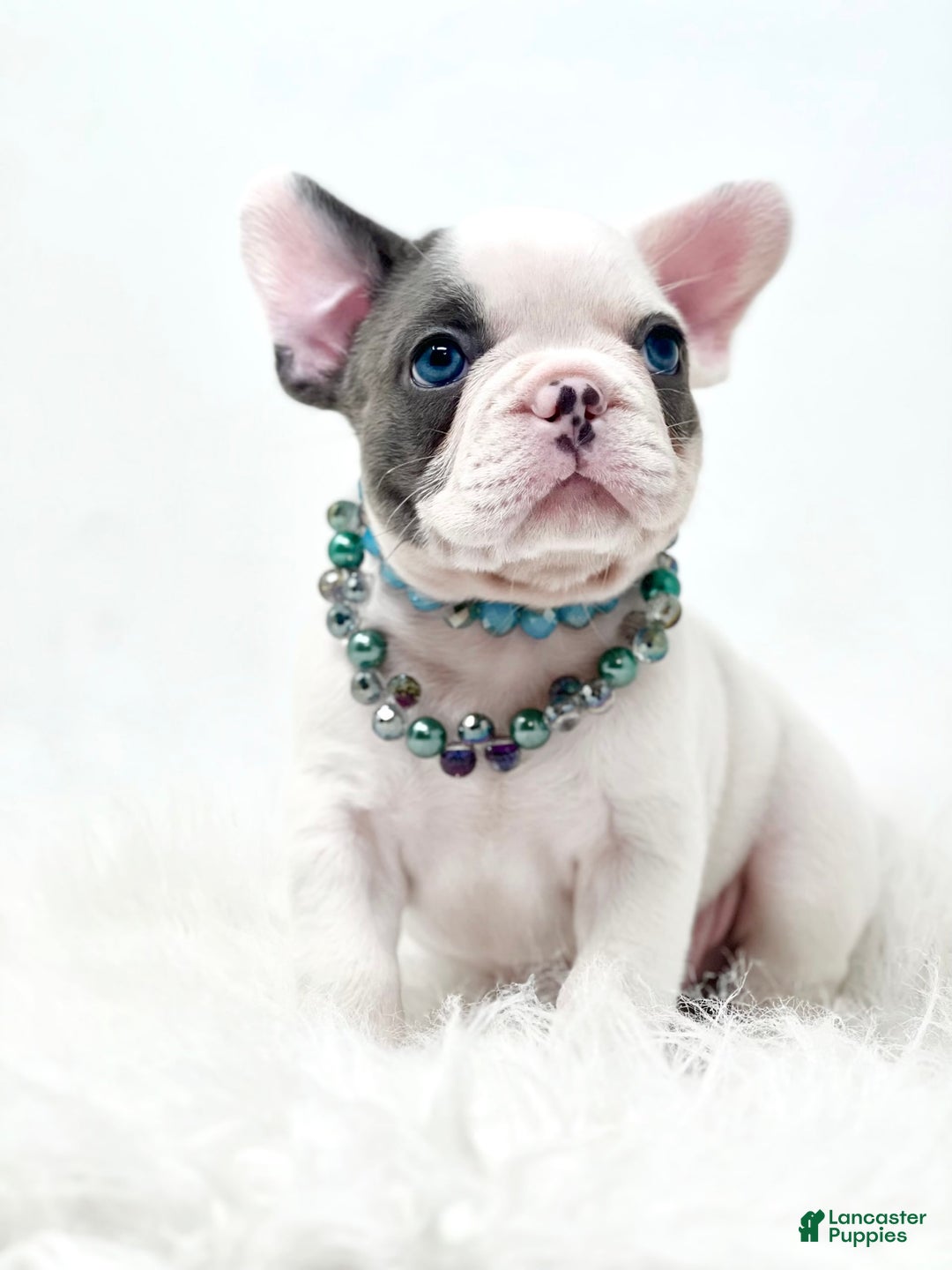 French Bulldog dogs for sale: Piglet - Image 3