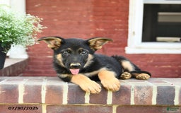 German Shepherd dogs for sale: Max - Image 2