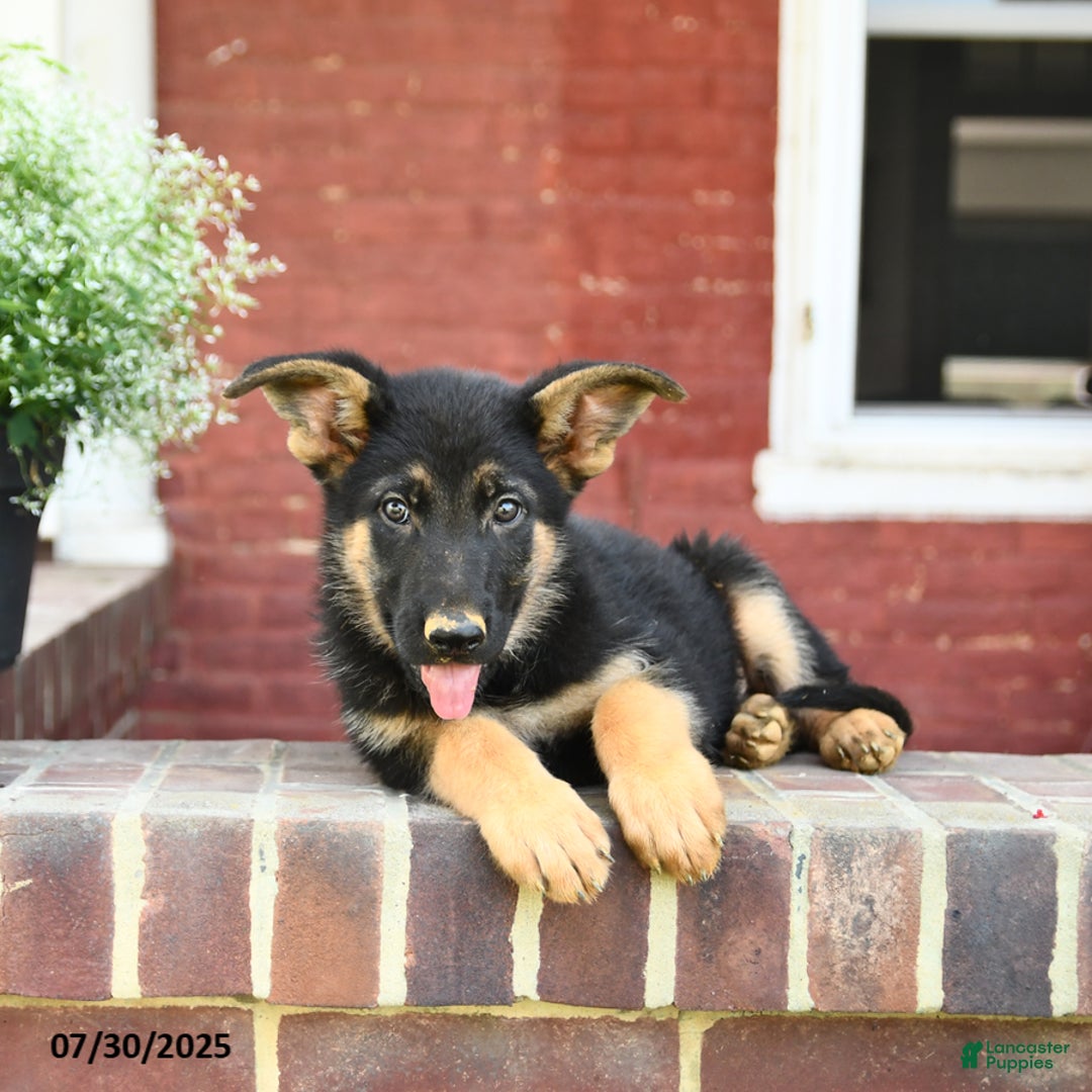 German Shepherd dogs for sale: Max - Image 2