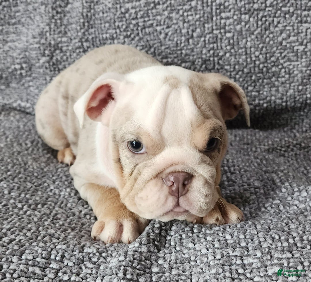 English Bulldog dogs for sale: Lilly - Image 5