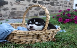 Alaskan Malamute dogs for sale: Ranger - Image 3