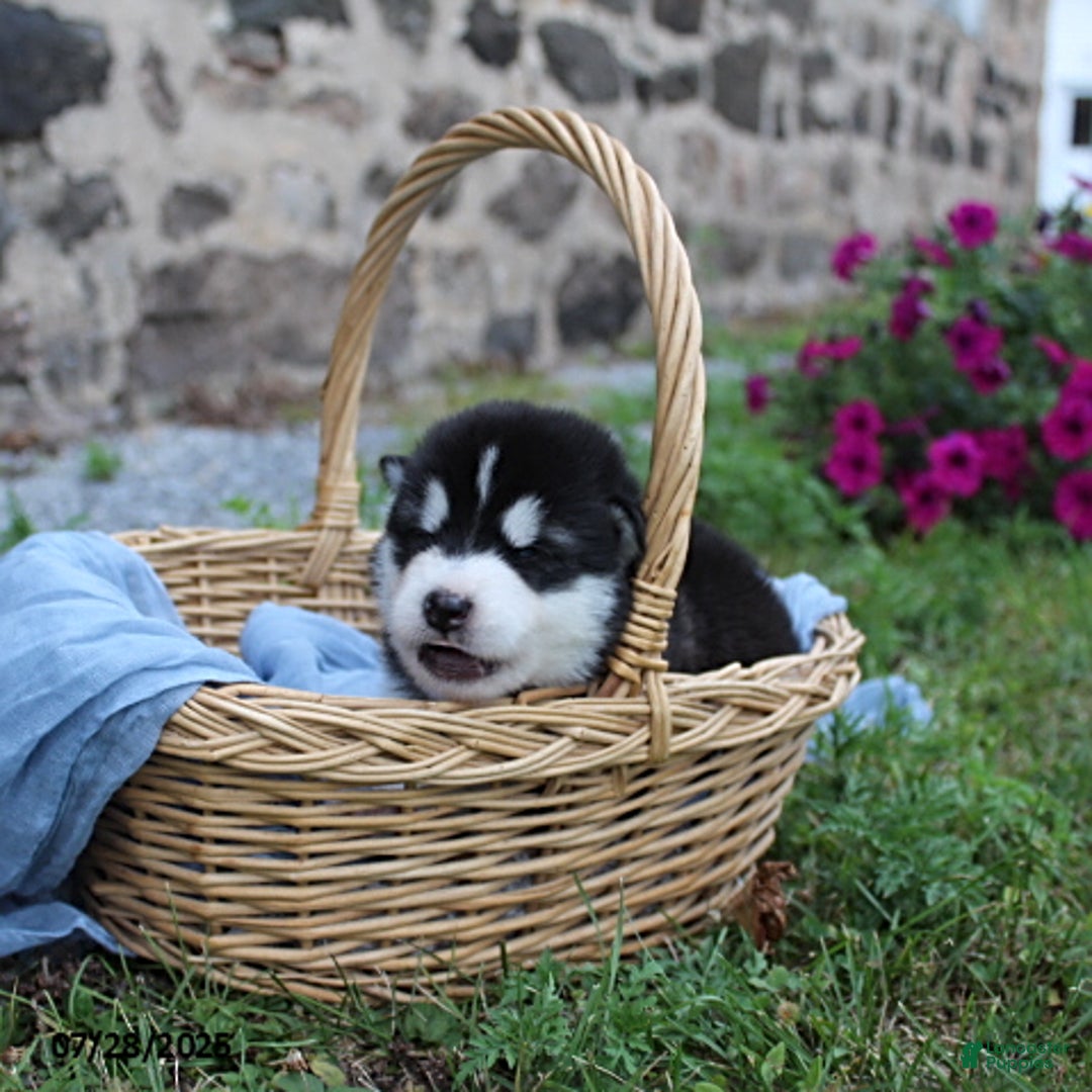 Alaskan Malamute dogs for sale: Ranger - Image 3