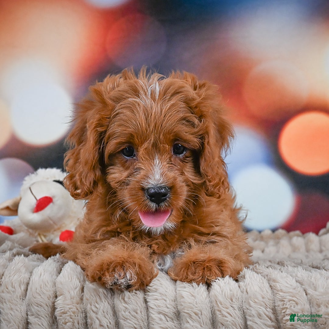 Cavapoo dogs for sale: Phoebe - Image 6