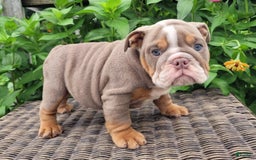 English Bulldog dogs for sale: Lexie - Image 2