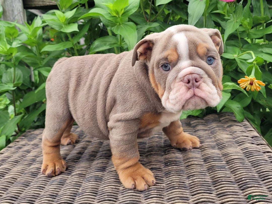 English Bulldog dogs for sale: Lexie - Image 2