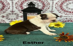 Boston Terrier dogs for sale: Esther - Image 3