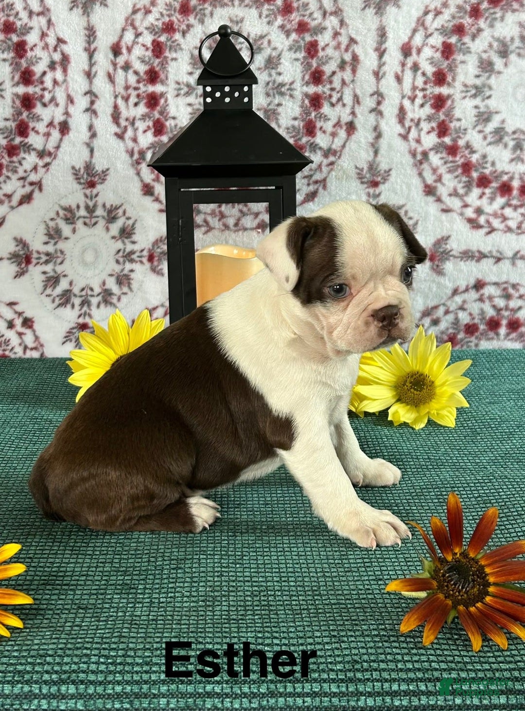 Boston Terrier dogs for sale: Esther - Image 3