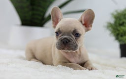 French Bulldog dogs for sale: French Bulldog 5 puppies - Image 25