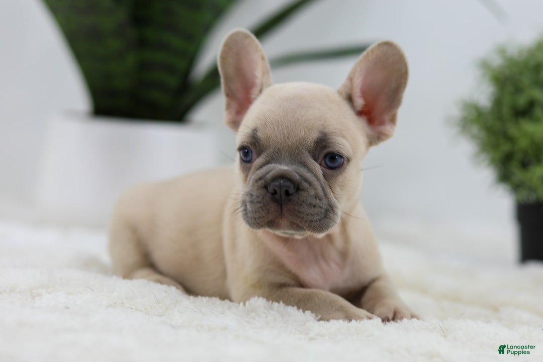French Bulldog dogs for sale: French Bulldog 5 puppies - Image 25