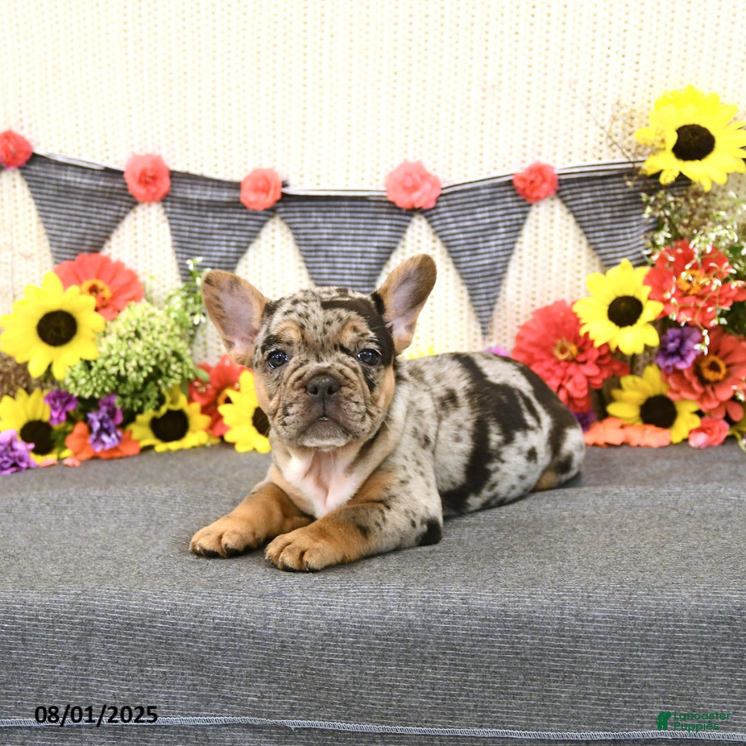 French Bulldog dogs for sale: Harper - Image 4
