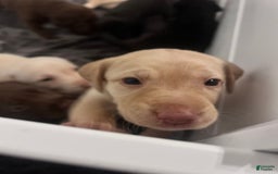 Labrador Retriever dogs for sale: Salt - Image 2