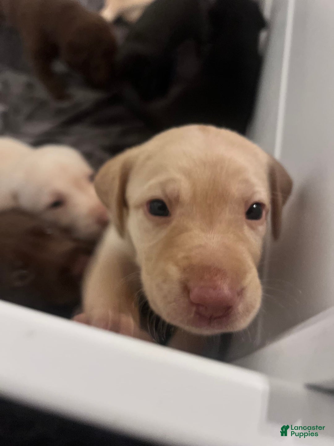 Labrador Retriever dogs for sale: Salt - Image 2