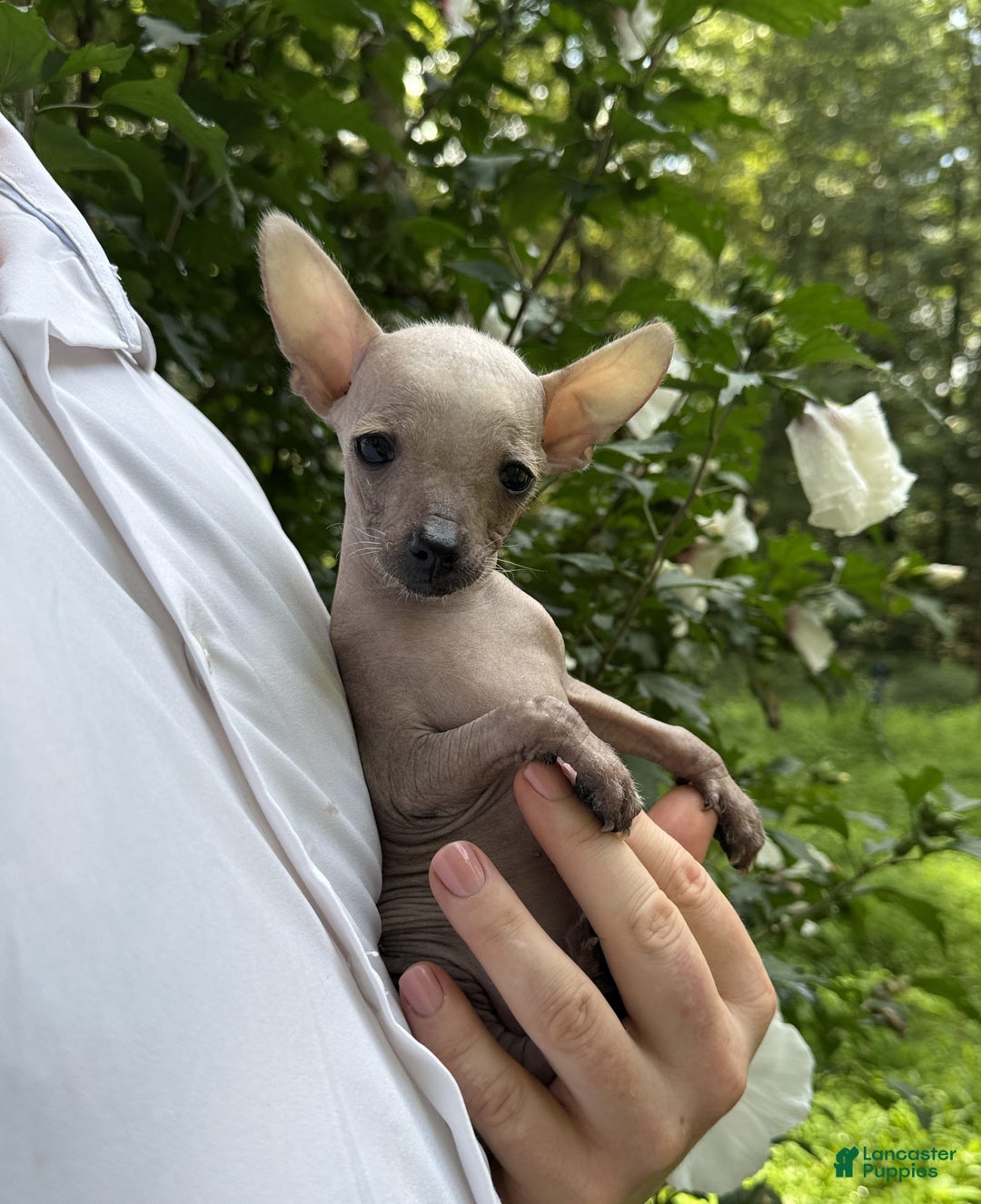 Chihuahua dogs for sale: Splinter - Image 6